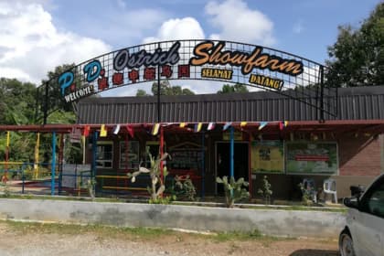 P_D_ Ostrich Show Farm